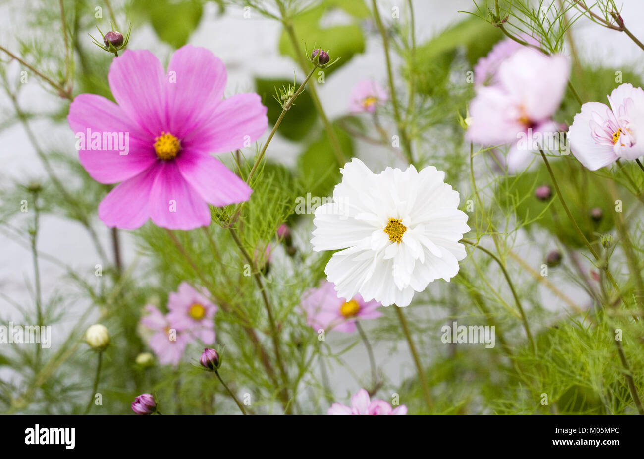 Varietà di Cosmos bipinnatus nel giardino. Foto Stock