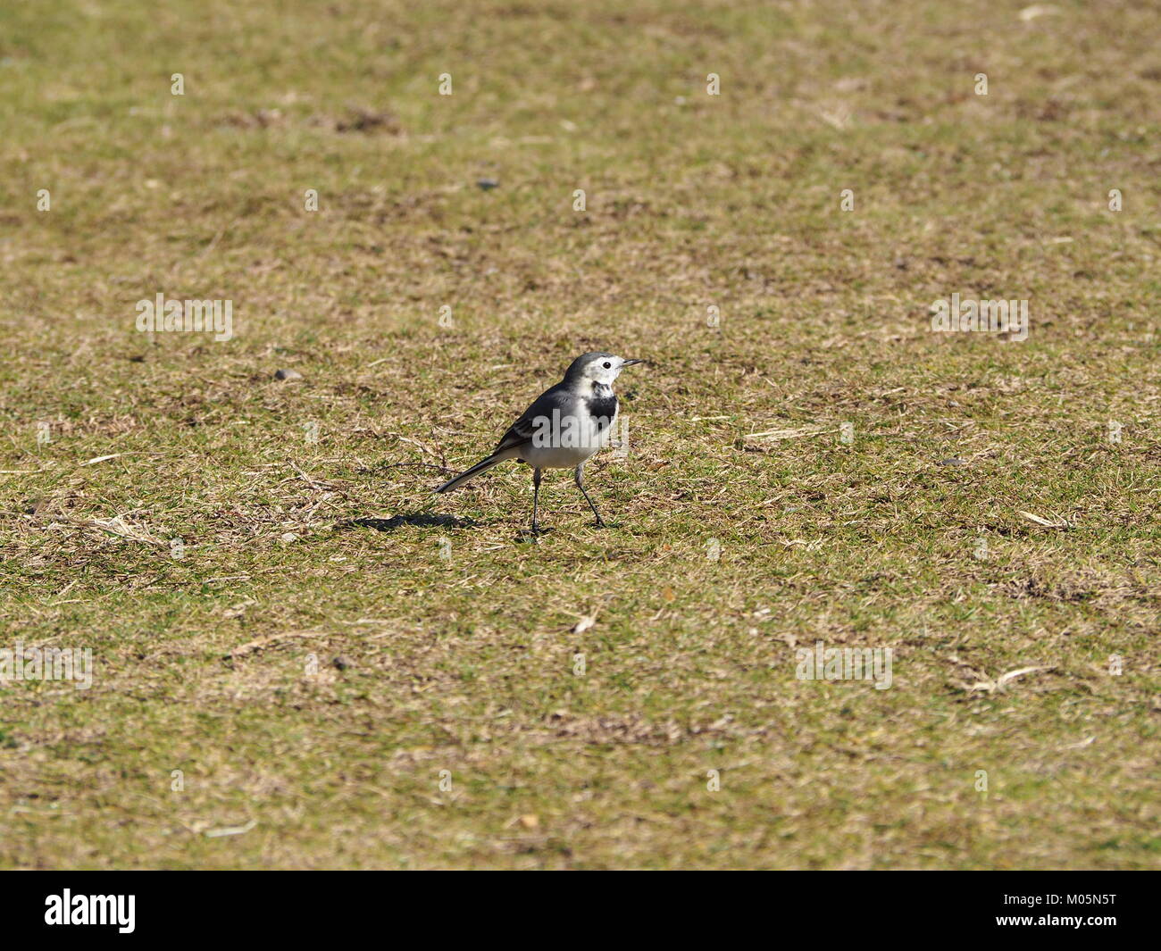 Una piccola carina carina bianca grigia e nera vagetta in piedi su erba verde marrone Foto Stock