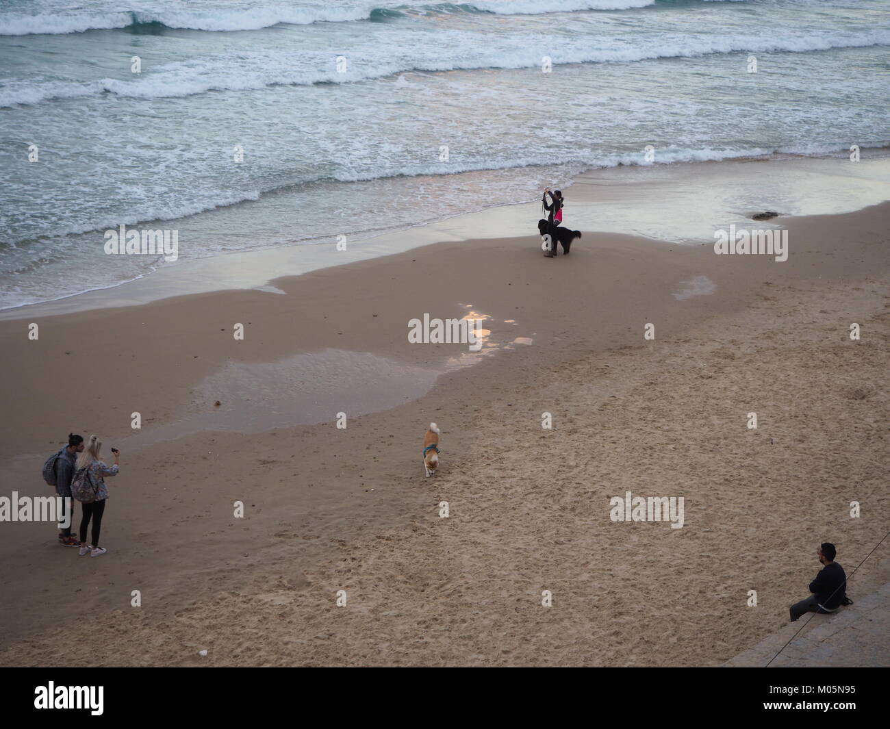 Persone che passeggiano e giocando sulla spiaggia con i loro cani Foto Stock