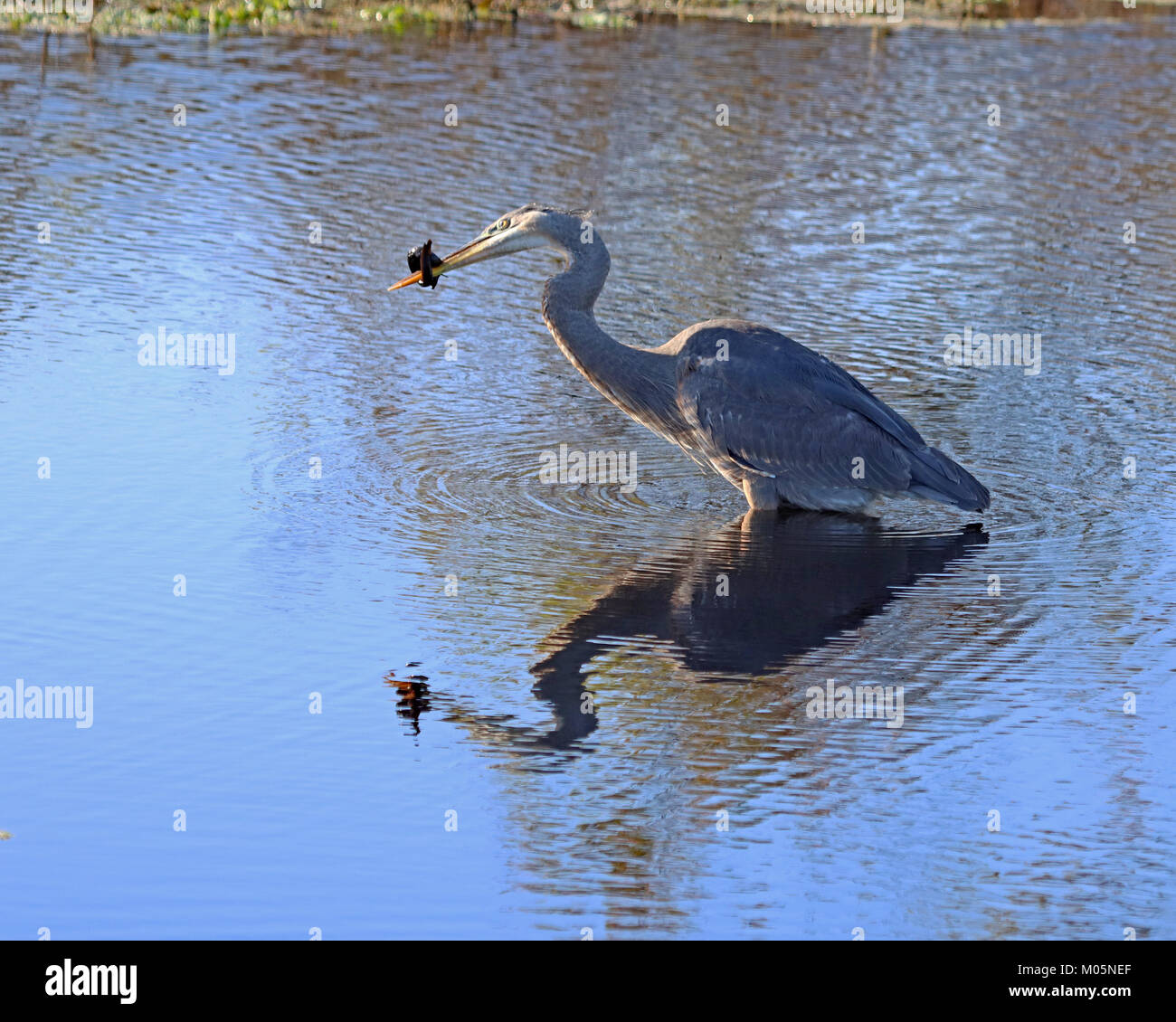 Questo heron deve aver lottato con questo serpente per una buona ora mentre ho guardato. Riflesso nell'acqua. Foto Stock