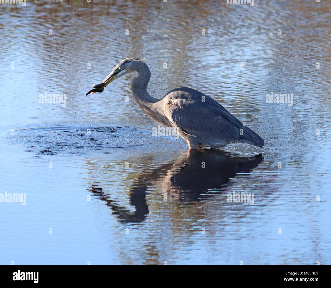 Heron di wrestling con un serpente nel fiume con riflessione completa Foto Stock
