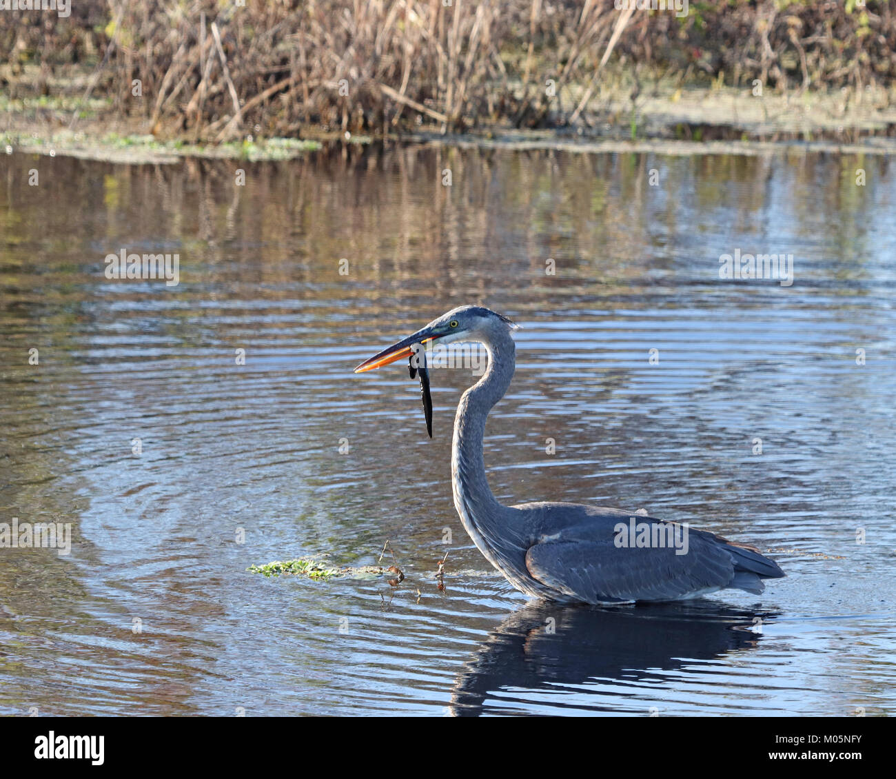 Airone di pesca per i serpenti in allagato fuori a sevanna Paynes Prairie preservare parco dello stato Foto Stock