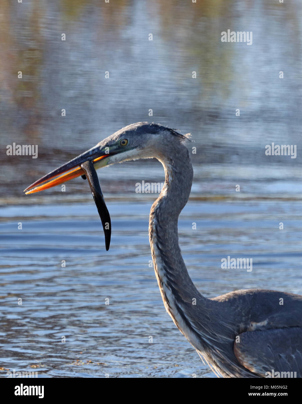 Closeup profilo di heron con snake penzolante dal becco Foto Stock