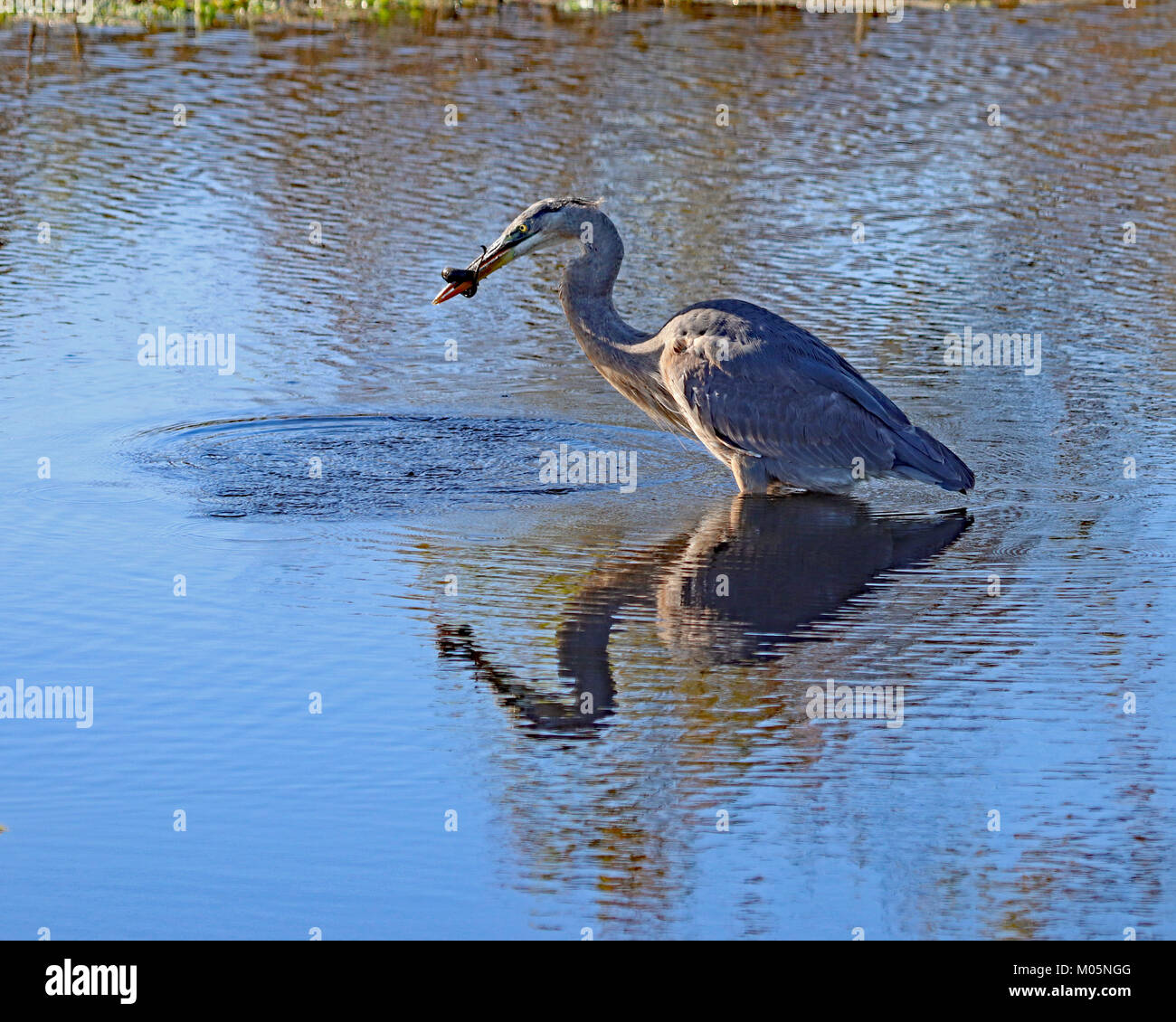 Il serpente avvolto intorno a heron il becco come questo heron cerca molto duro da mangiare è fermo Foto Stock