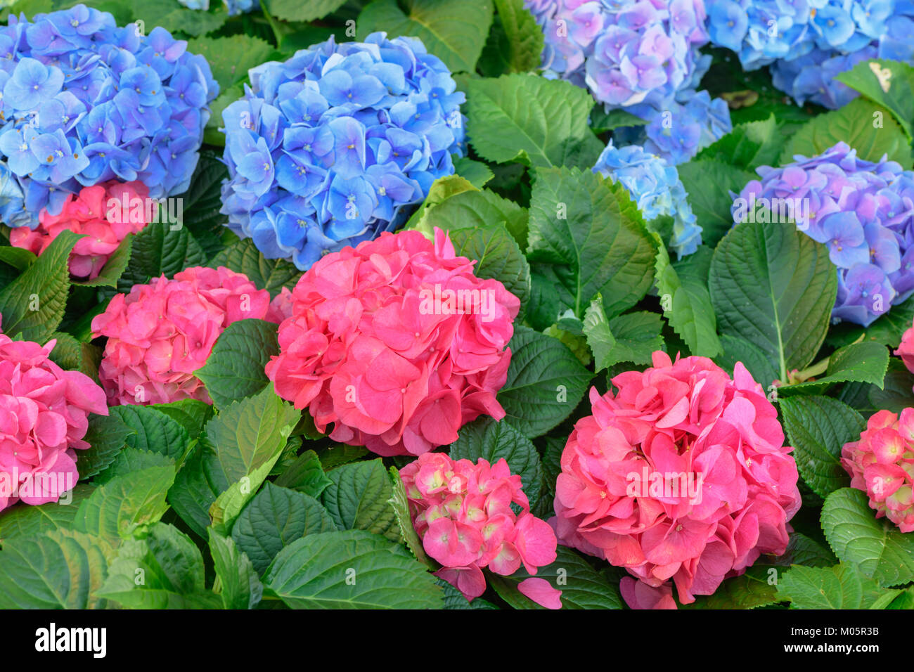 Rosa e blu fiore ortensie (Hydrangea macrophylla) in un giardino Foto Stock