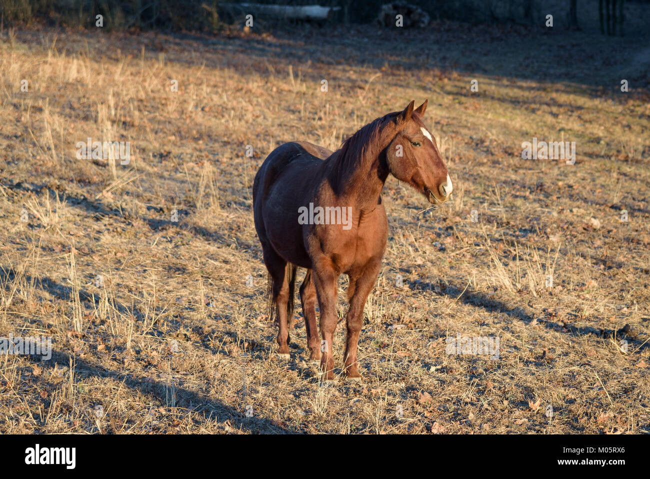 Ritratto di cavalli durante il tramonto Foto Stock