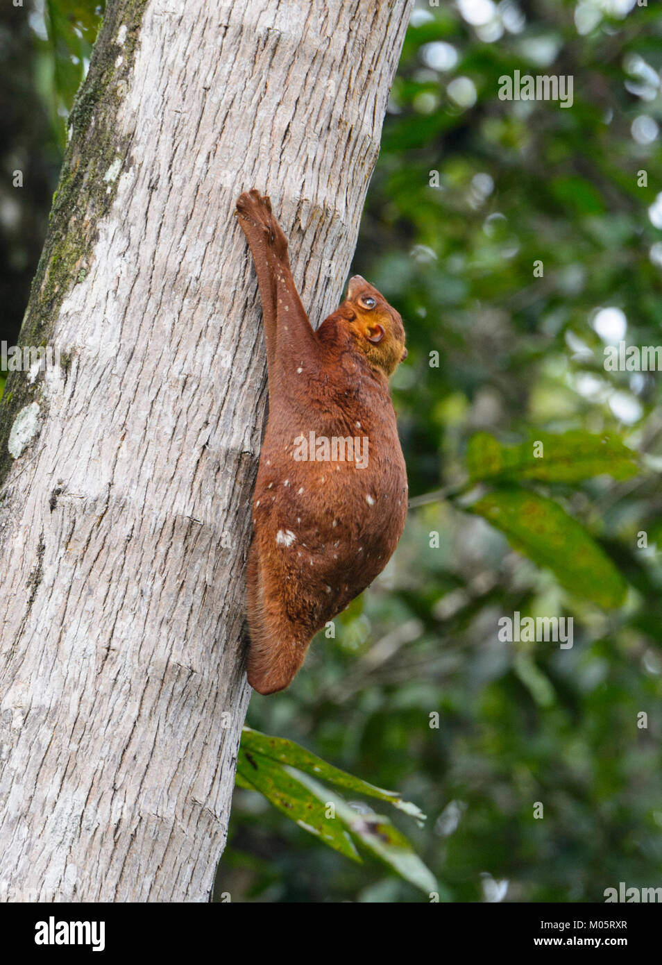 Sunda lemuri volanti (Galeopterus variegatus), Sukau Kinabatangan, Borneo, Sabah, Malaysia Foto Stock