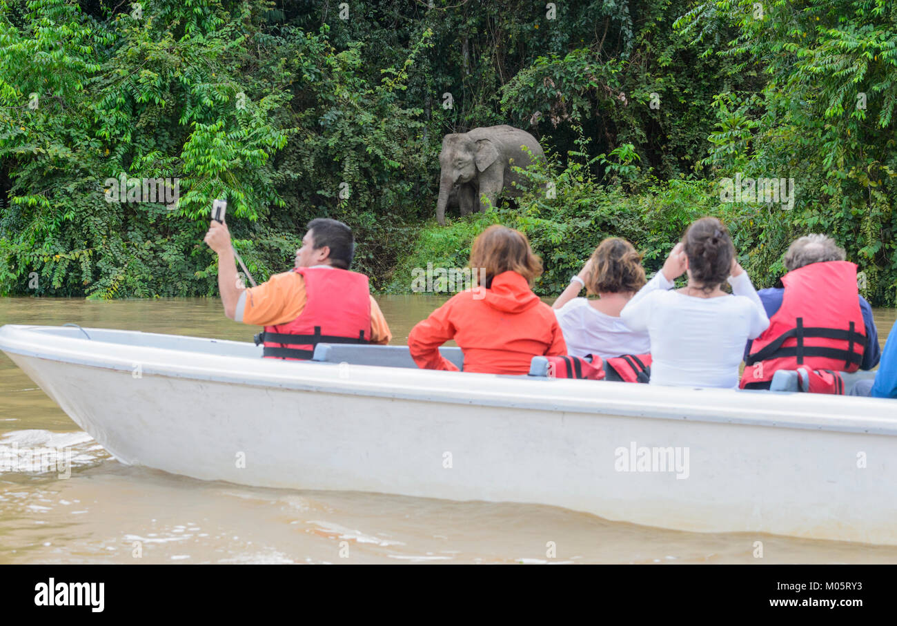 Turisti sul fiume Kinabatangan spot a Borneo elefante pigmeo (Elephas maximus borneensis), Sukau Kinabatangan, Borneo, Sabah, Malaysia Foto Stock