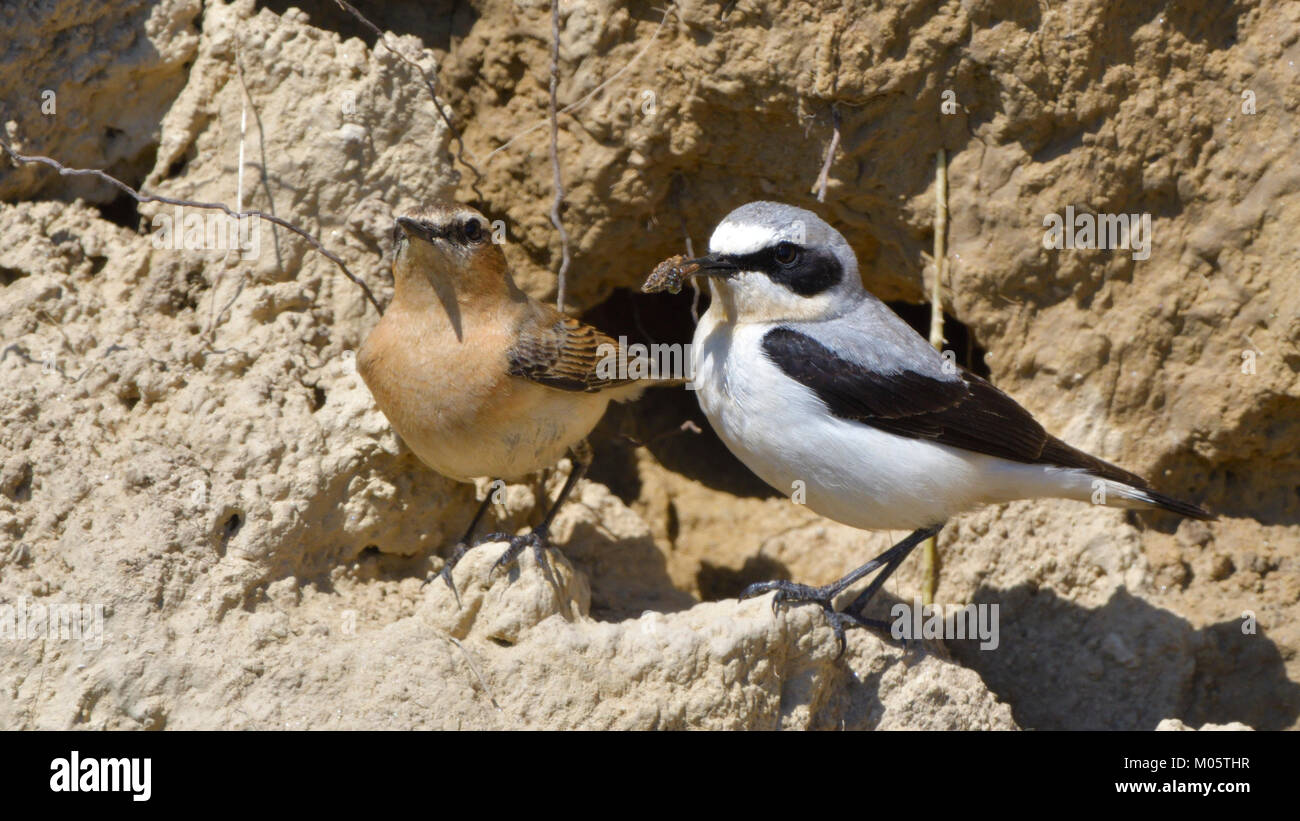 Culbianco (Oenanthe oenanthe) coppia, per portare cibo o il nido Foto Stock