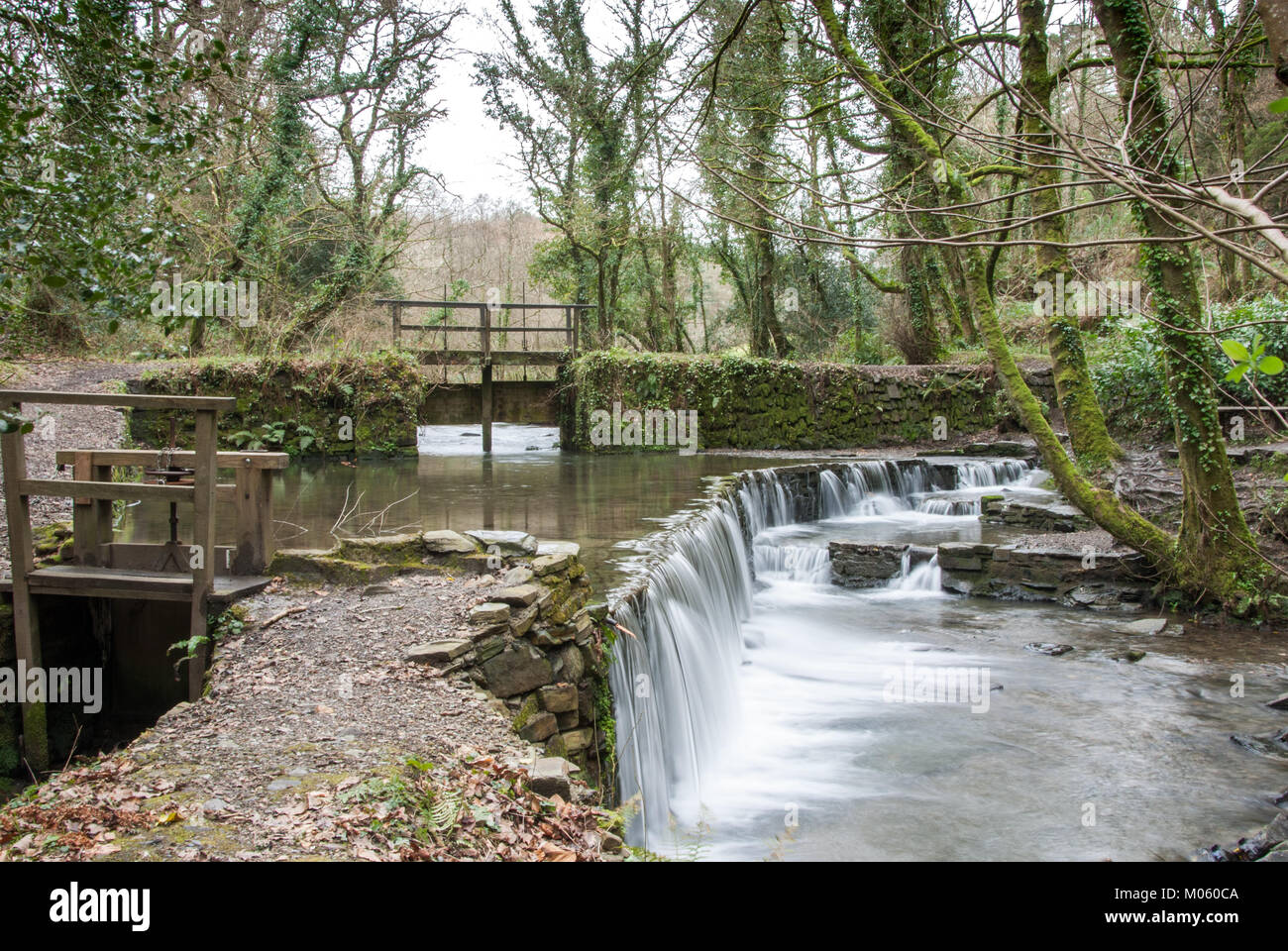 Il flusso di alimentazione del vecchio stewpond e weir a Cotehele in Cornovaglia scorre giù per il fiume Tamar Foto Stock