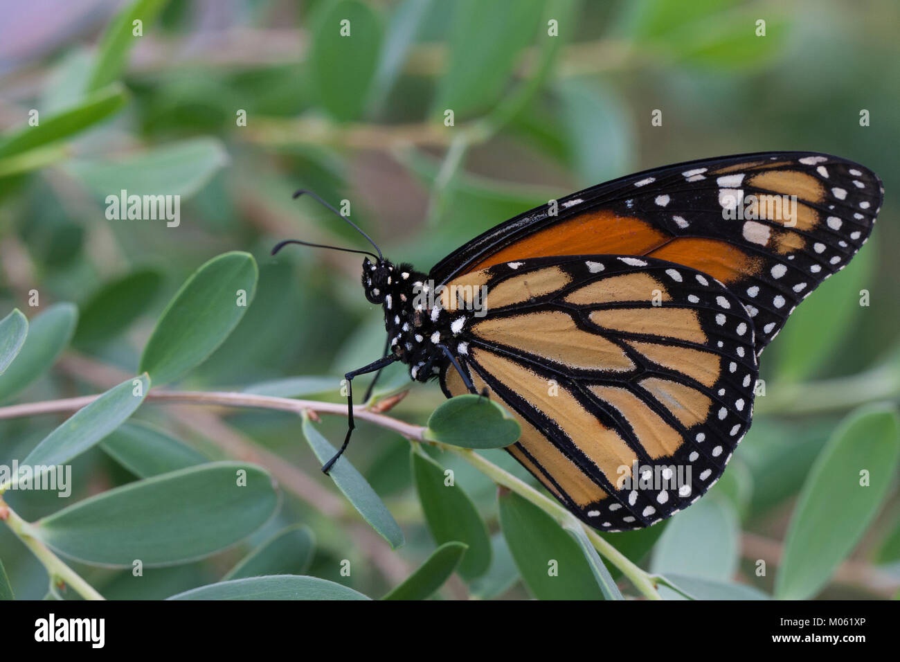 Monarchfalter, Monarch-Falter, Amerikanischer Monarch, Monarch, Danaus plexippus, farfalla monarca, Wanderfalter, Wanderer, milkweed butterfly Foto Stock