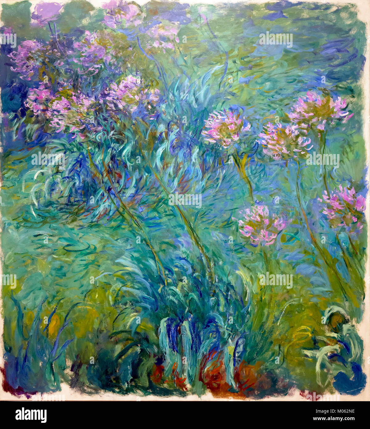Agapanthus, Claude Monet, 1914-1926, Foto Stock