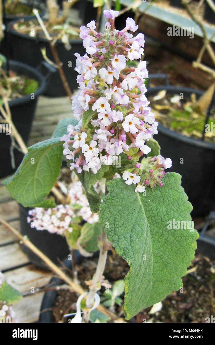 Buddleja tibetica è una specie di pianta in fiore della famiglia delle Scrophulariaceae, originaria dell'altopiano tibetano. Conosciuta per i suoi bellissimi fiori viola, è spesso coltivata per scopi ornamentali. Foto Stock