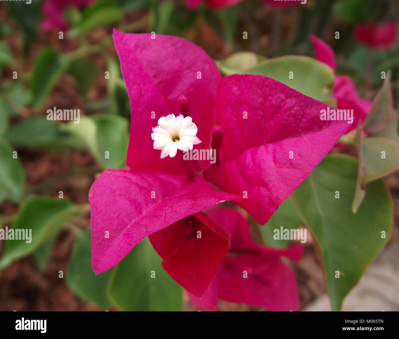 La bouganvillea è una pianta vivace e fiorita che si trova comunemente a la Jolla, California. Conosciuta per i suoi fiori luminosi e colorati, è una popolare pianta ornamentale nei climi caldi. Foto Stock