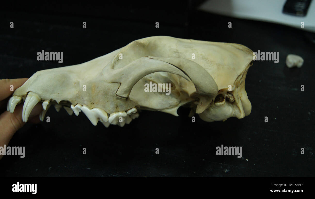 La vista laterale del cranio di un lupo grigio (Canis lupus) mostra la struttura ossea e le caratteristiche anatomiche, fornendo informazioni utili per gli studi zoologici e paleontologici. Foto Stock