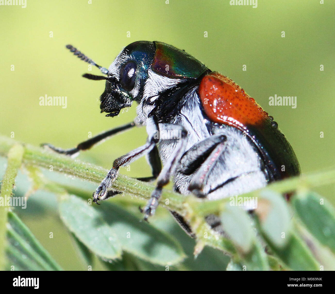 L'esemplare "BUG, sp" è stato raccolto il 29 luglio 2012 presso il lago pena Blanca, Arizona, e catalogato dal Southwest Conservation Center per lo studio entomologico. Foto Stock
