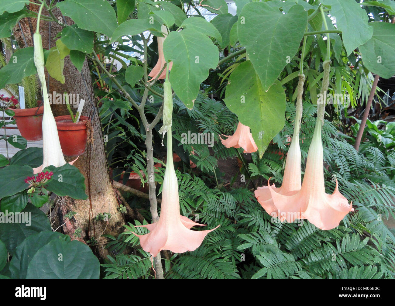 Brugmansia versicolor - Talcott Serra - Mount Holyoke College - DSC04504 Foto Stock