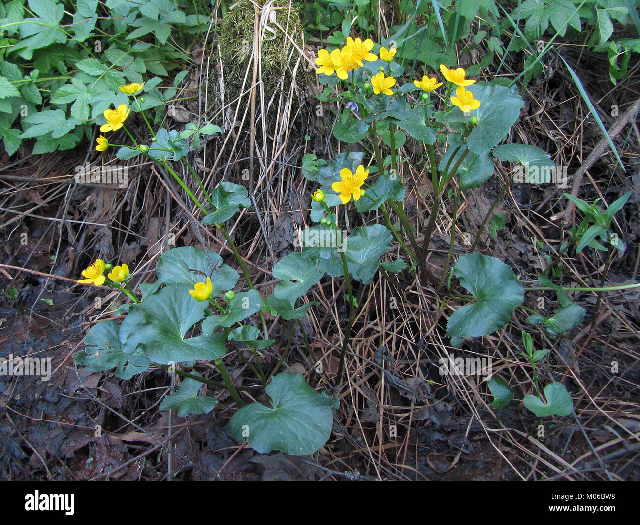 Caltha palustris Oulu, Finlandia 01.06.2013 Foto Stock