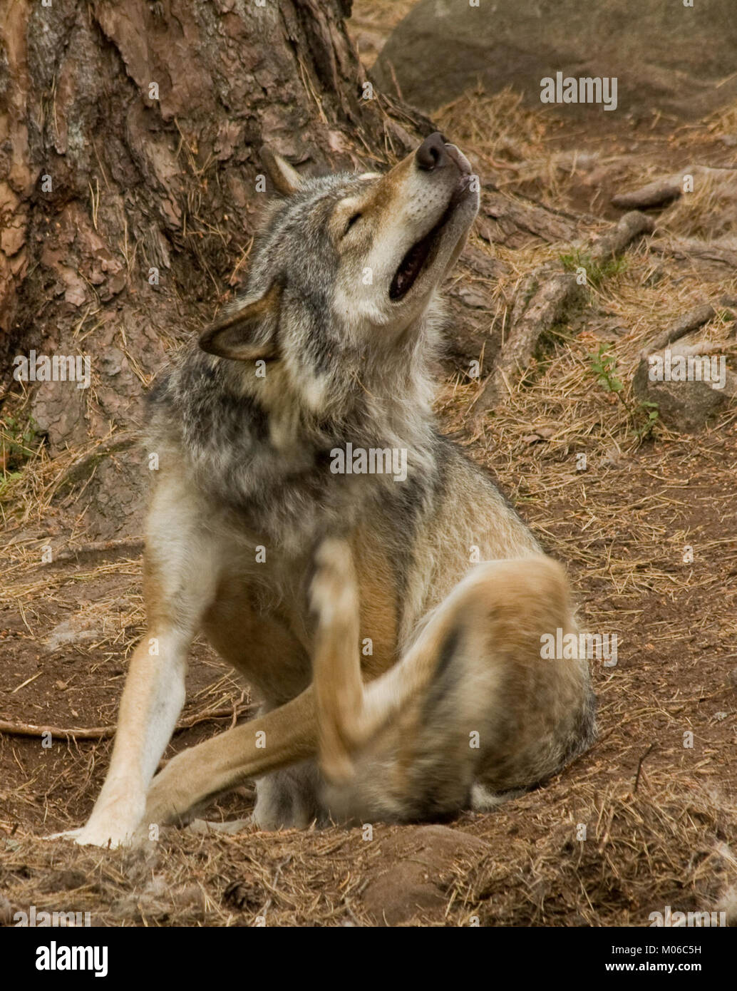 L'immagine mostra un lupo grigio (Canis lupus) che gratta, illustrandone il comportamento, l'anatomia e l'habitat naturale. Foto Stock