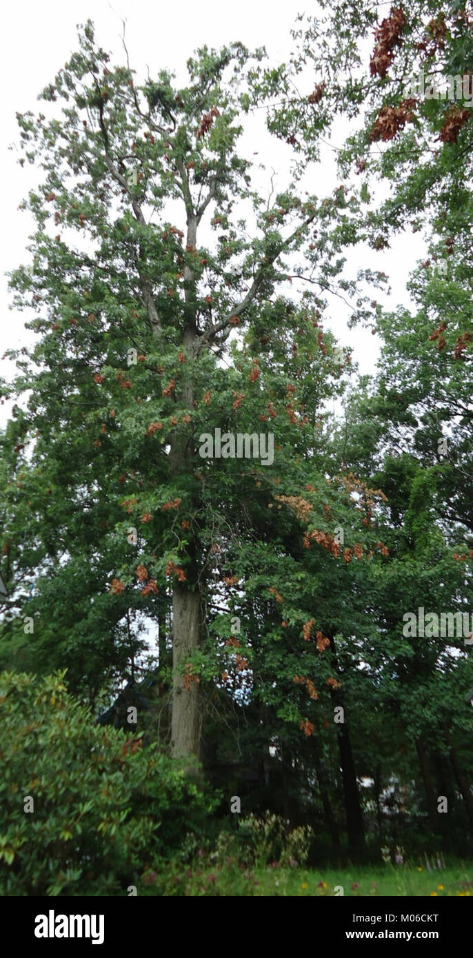 Questa immagine mostra gli effetti della cicada sulle punte dei rami nel New Jersey, illustrando il ciclo di vita dell'insetto e il suo impatto sugli alberi. Foto Stock