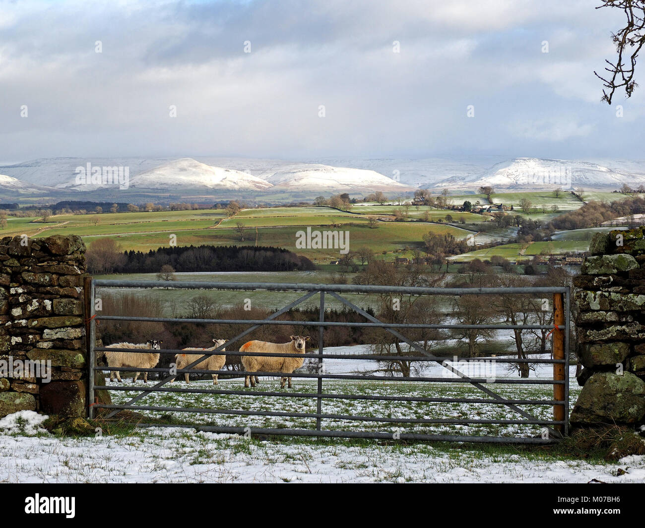 Pecore sguardo verso una porta in primo piano con neve sulle lontane colline di Northern Pennines in Eden Valley, Cumbria, England, Regno Unito Foto Stock
