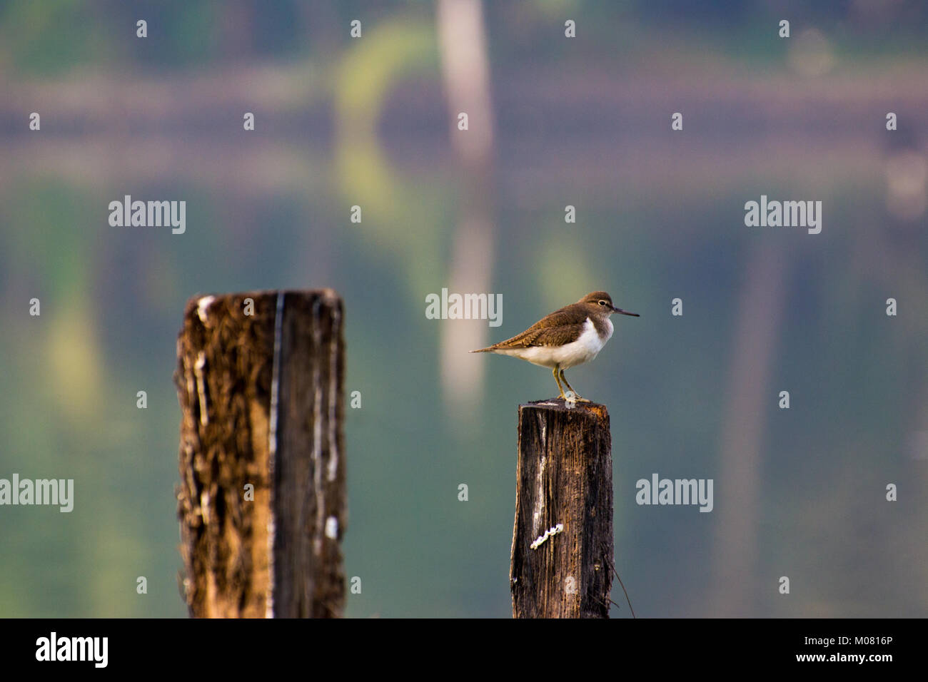 Sandpiper indiano Foto Stock