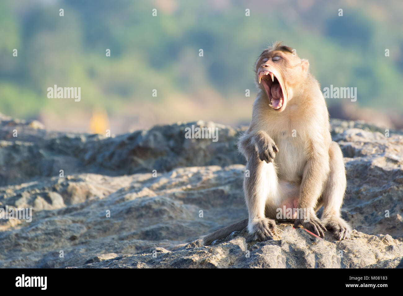 Curioso di scimmia indiano Foto Stock