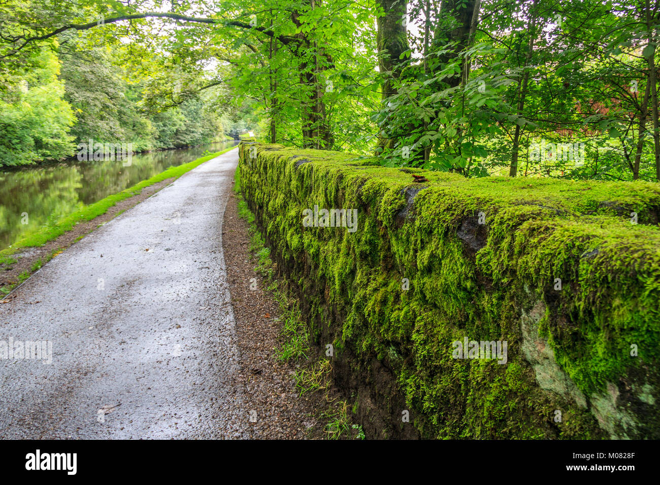 Alzaia e verde muschio cresce su muro di pietra, Huddersfield Narrow Canal, Uppermill, Oldham Lancashire, Inghilterra, Regno Unito Regno Unito Foto Stock