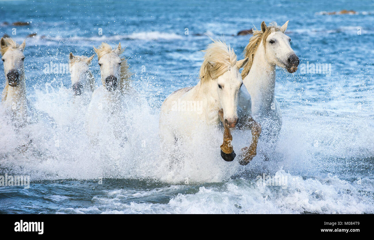 White Camargue cavalli al galoppo sulle acque blu del mare. La Francia. Foto Stock