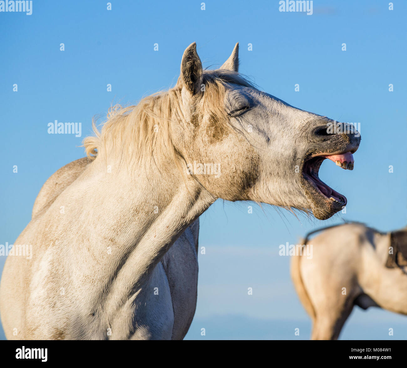 Divertente ritratto di un cavallo di ridere. Camargue white horse sbadigli, guardando come egli è di ridere. Close up ritratto. Foto Stock