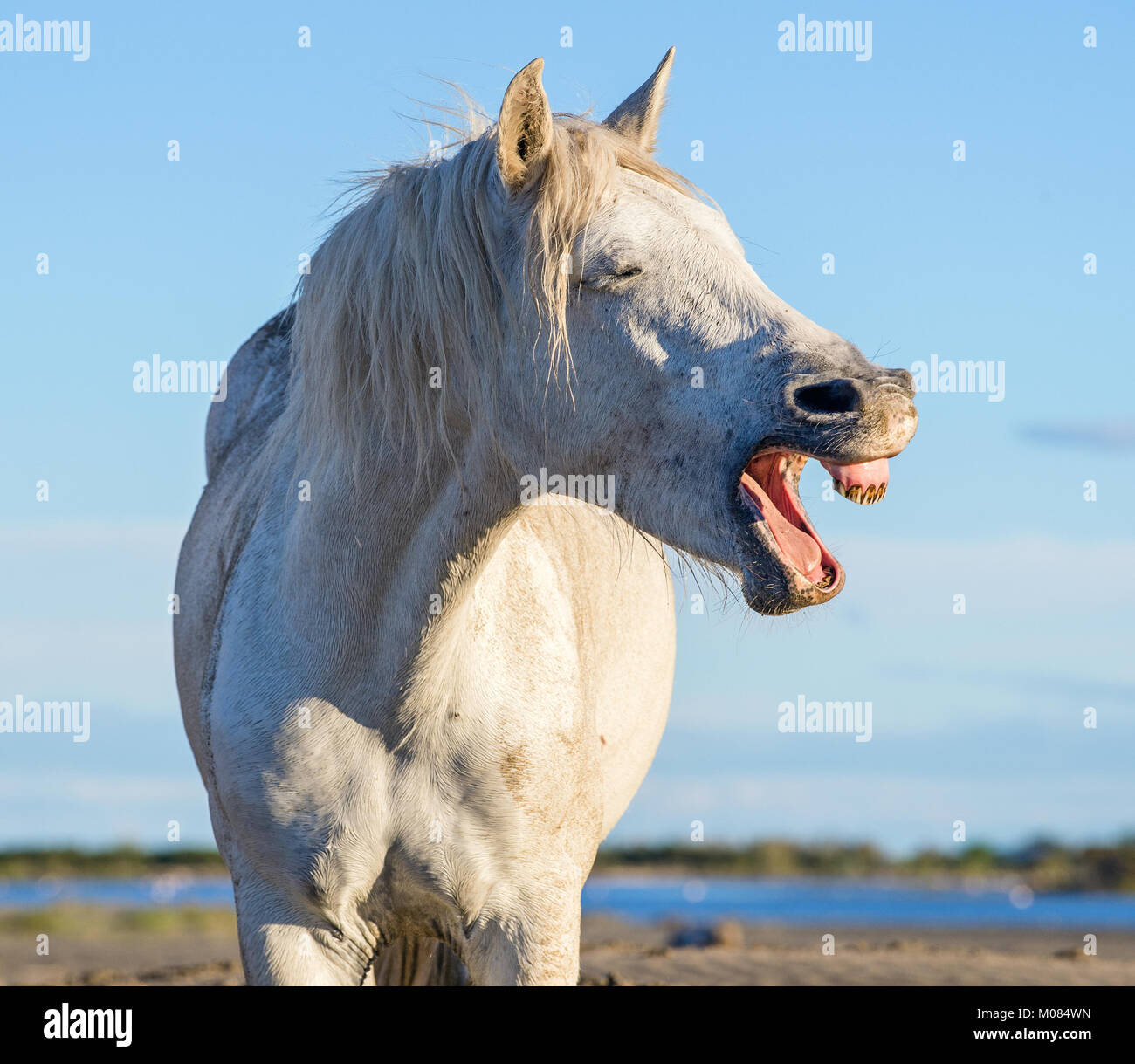 Divertente ritratto di un cavallo di ridere. Camargue white horse sbadigli, guardando come egli è di ridere. Close up ritratto. Foto Stock