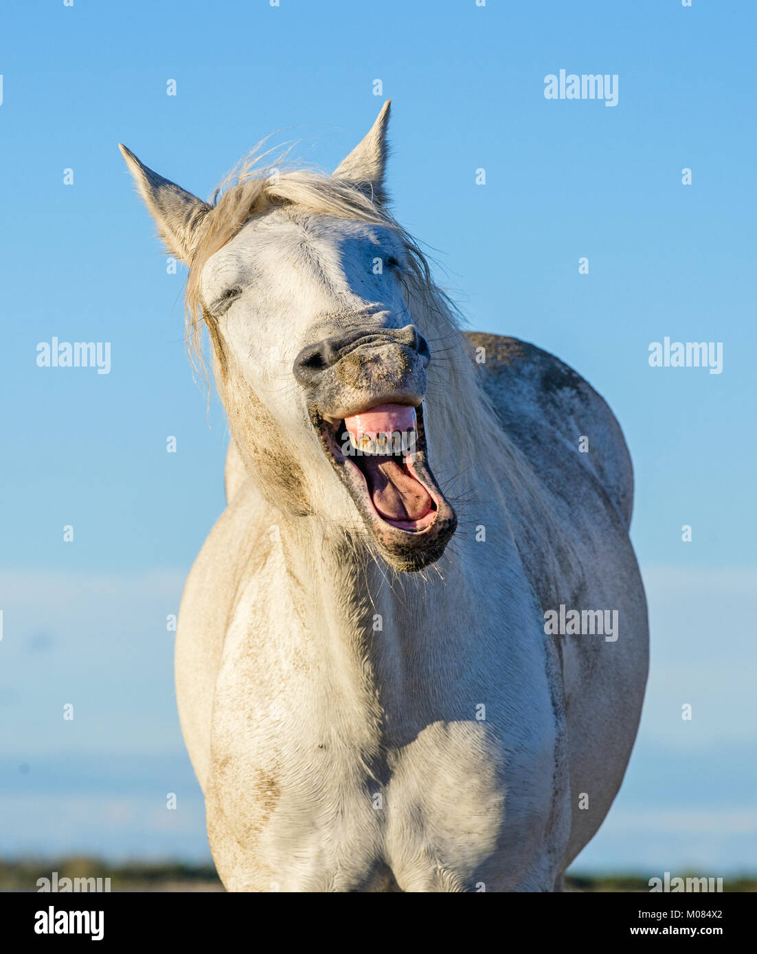 Divertente ritratto di un cavallo di ridere. Camargue white horse sbadigli, guardando come egli è di ridere. Close up ritratto. Foto Stock
