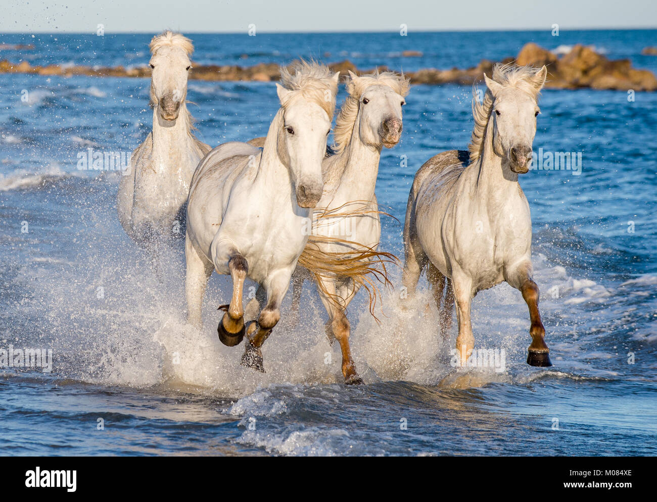 White Camargue cavalli al galoppo sulle acque blu del mare. La Francia. Foto Stock