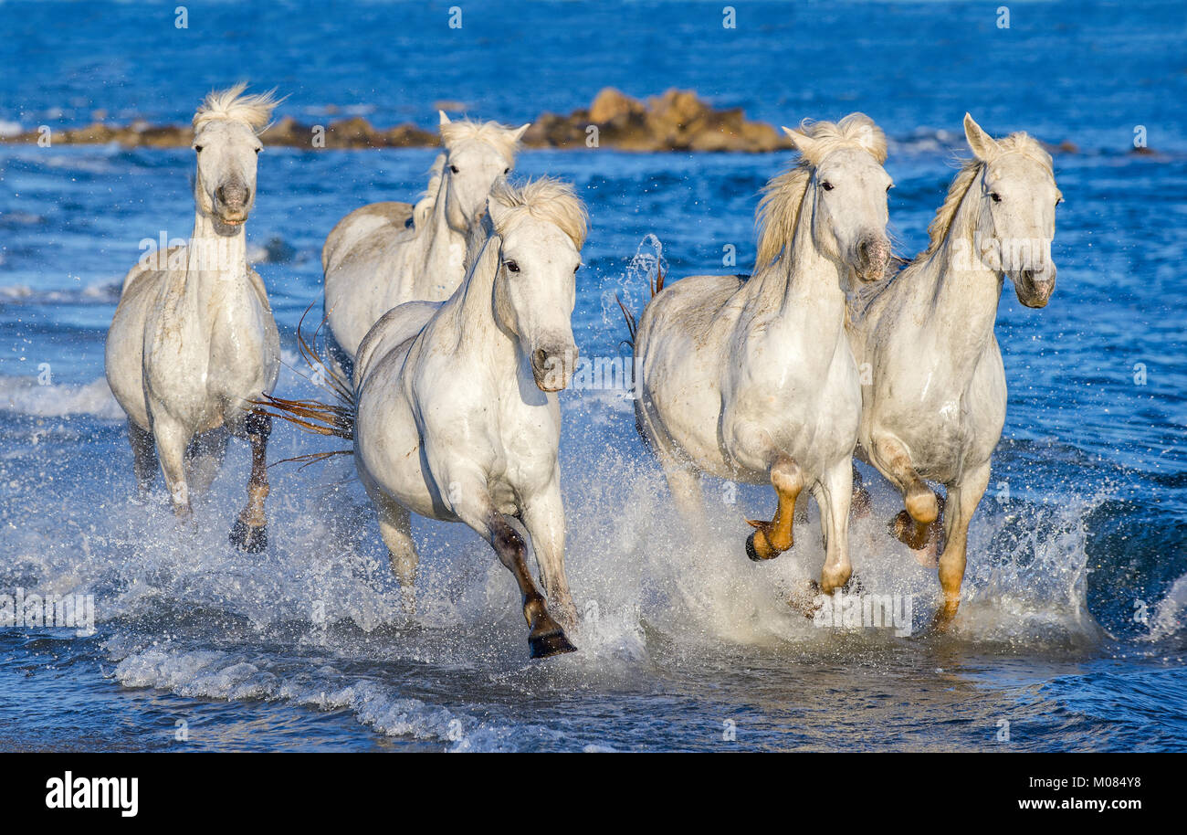 White Camargue cavalli al galoppo sulle acque blu del mare. La Francia. Foto Stock