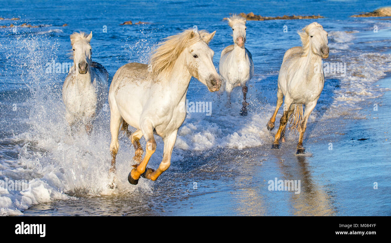 White Camargue cavalli al galoppo sulle acque blu del mare. La Francia. Foto Stock