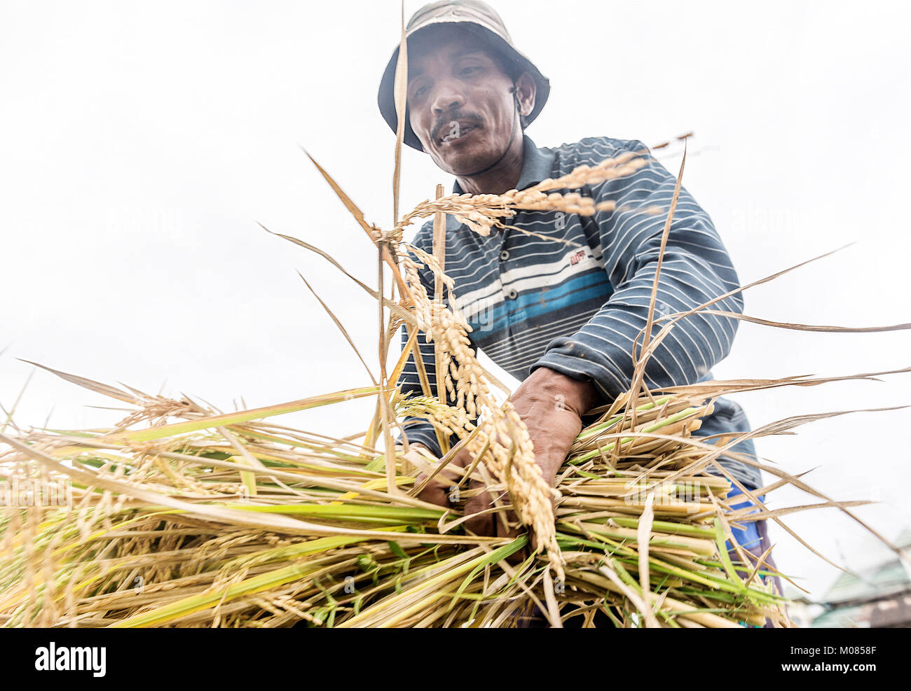 Agricoltore risone raccolto dal campo, Sumatra, Indonesia Foto Stock