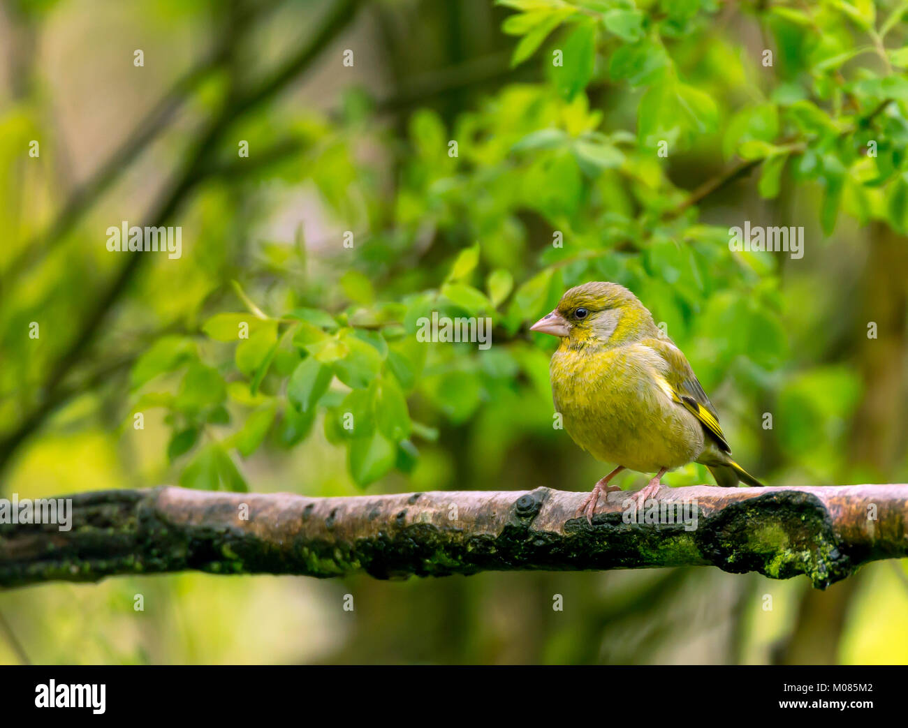 Verdone, Carduelis chloris, nei boschi, Shropshire, Inghilterra, Regno Unito, GB, Foto Stock