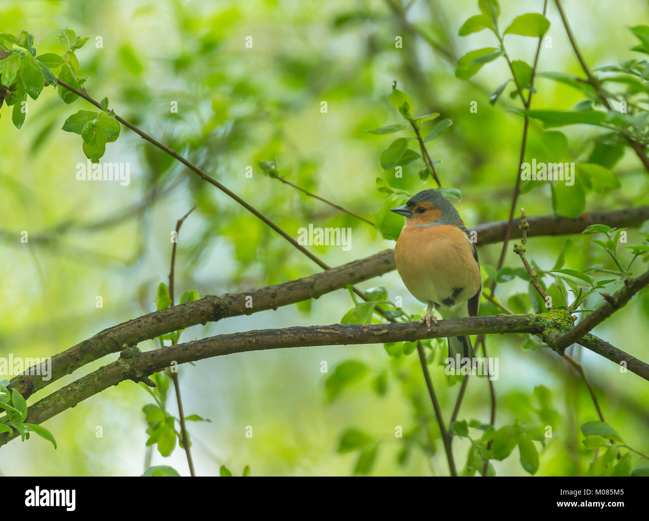 Fringuello, Fringilla coelebs, bosco, Shropshire, Inghilterra, Regno Unito, GB, Europa Foto Stock