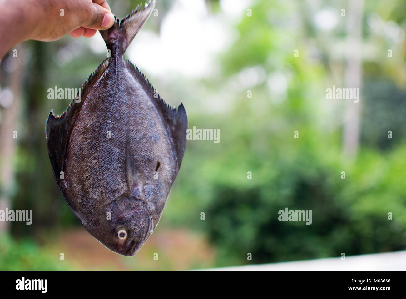 Uomo con pesce di mare in mano Foto stock - Alamy