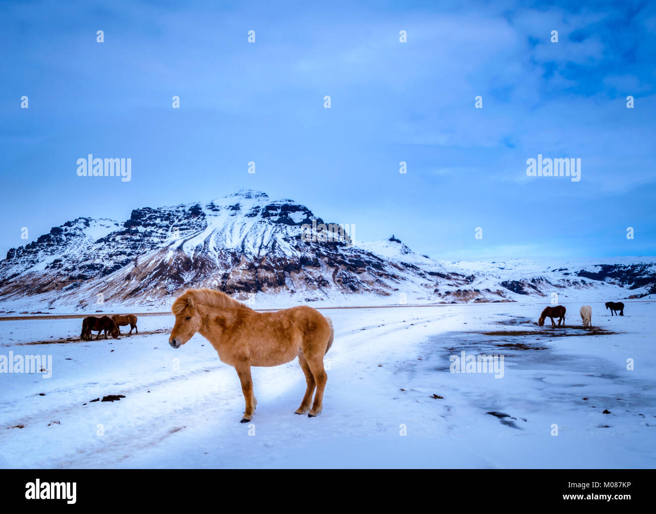 Cavalli islandesi, piuttosto stessi e paesaggi sorprendenti. Uno dei tanti motivi per cui tutti si innamora di Islanda Foto Stock