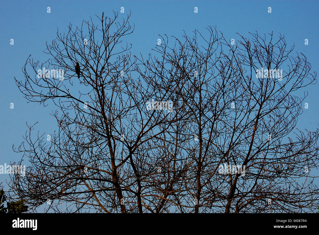 Una vista di Nilgiri Turismo posto in Bandarban, Bangladesh Foto Stock