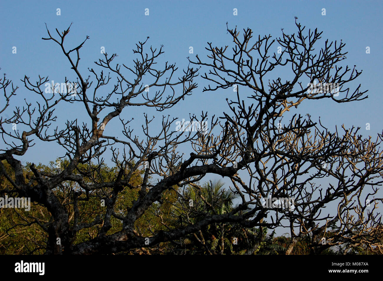 Una vista di Nilgiri Turismo posto in Bandarban, Bangladesh Foto Stock