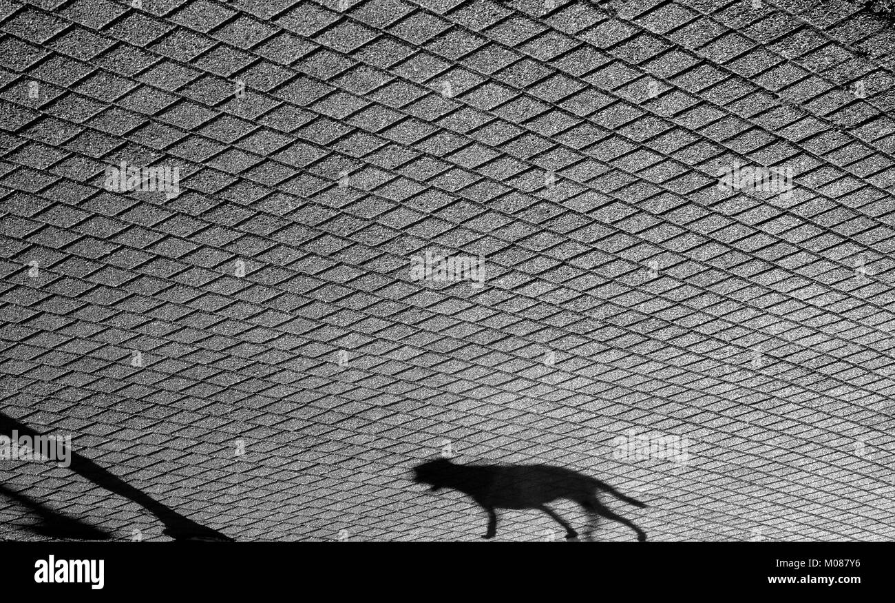 Ombra di un cane a camminare da sola su modellato park road Foto Stock