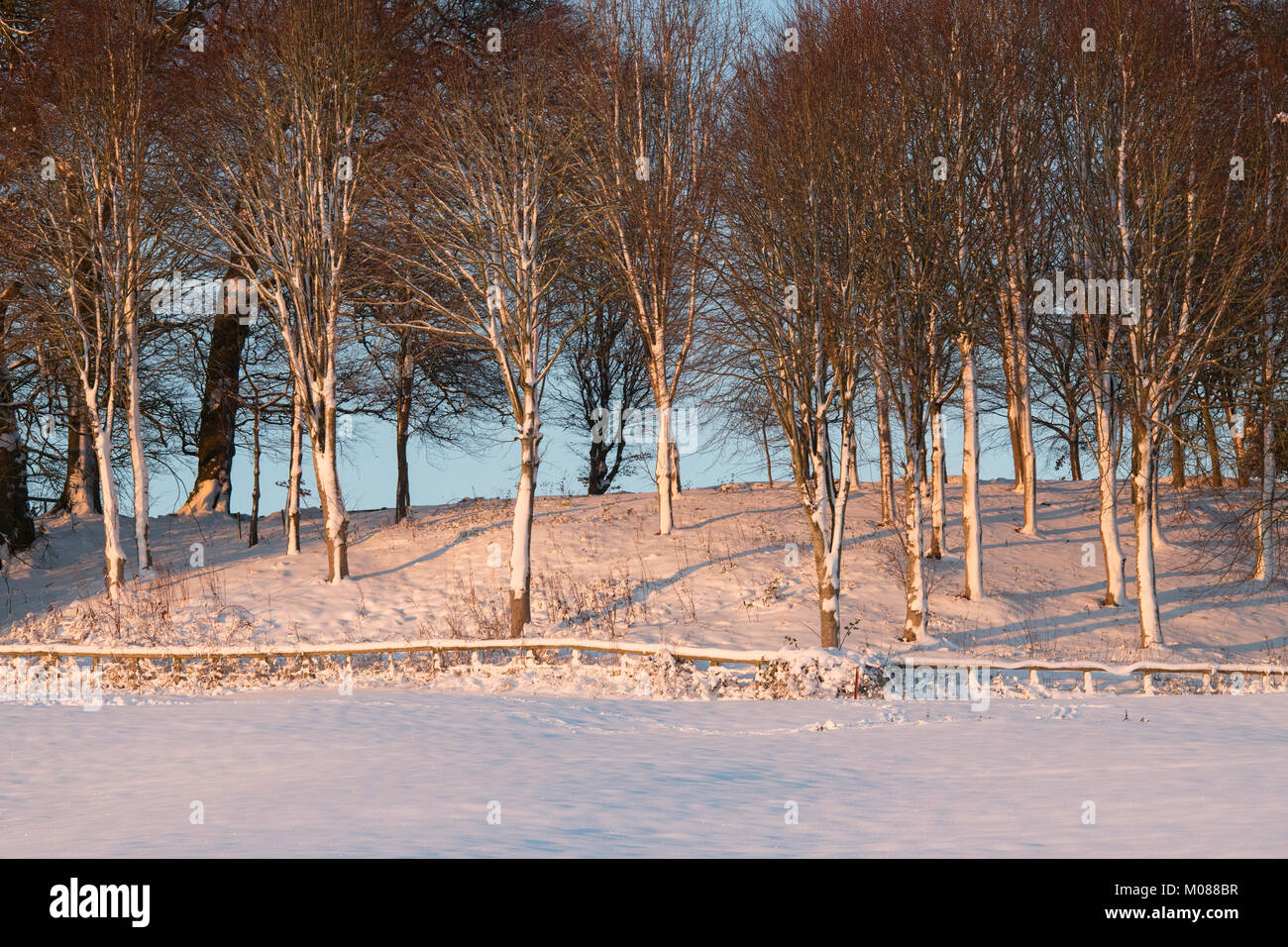 Gli alberi invernali nella neve alla luce del sole della mattina presto. Cotswolds, Gloucestershire, Inghilterra Foto Stock