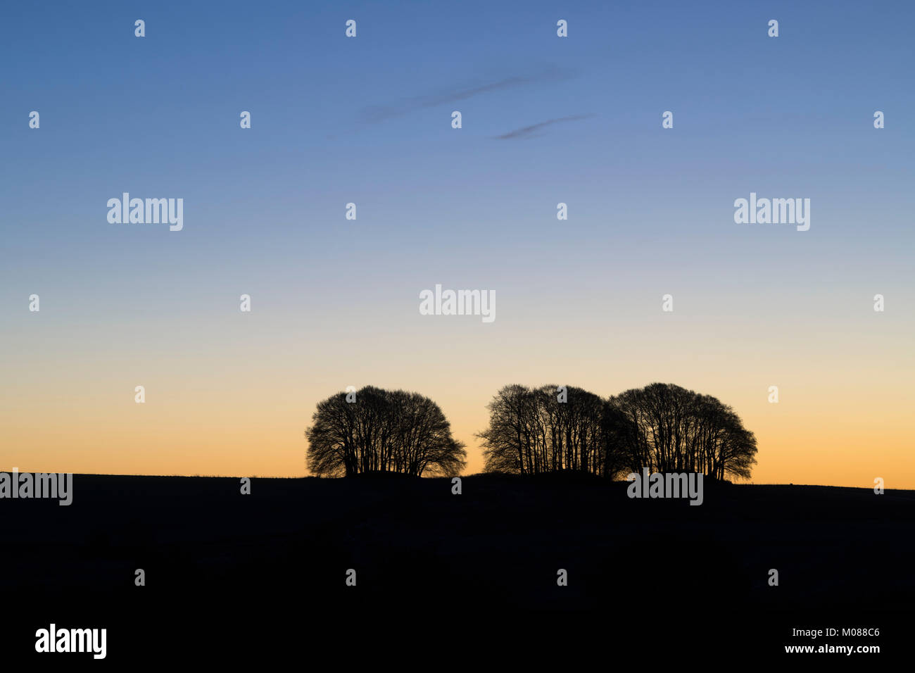Silhouette inverno alberi nell'alba di luce. Avebury, Wiltshire, Inghilterra Foto Stock