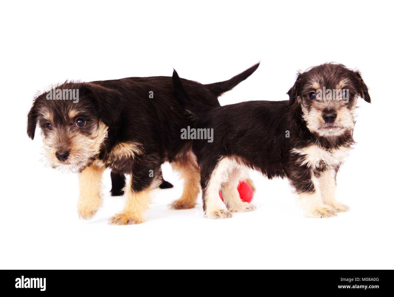 Cuccioli Foto Stock