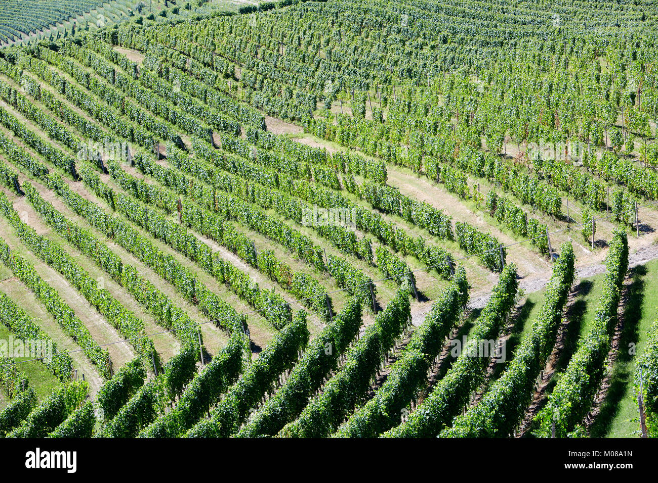 Verde di vigneti in collina sfondo in una giornata di sole Foto Stock