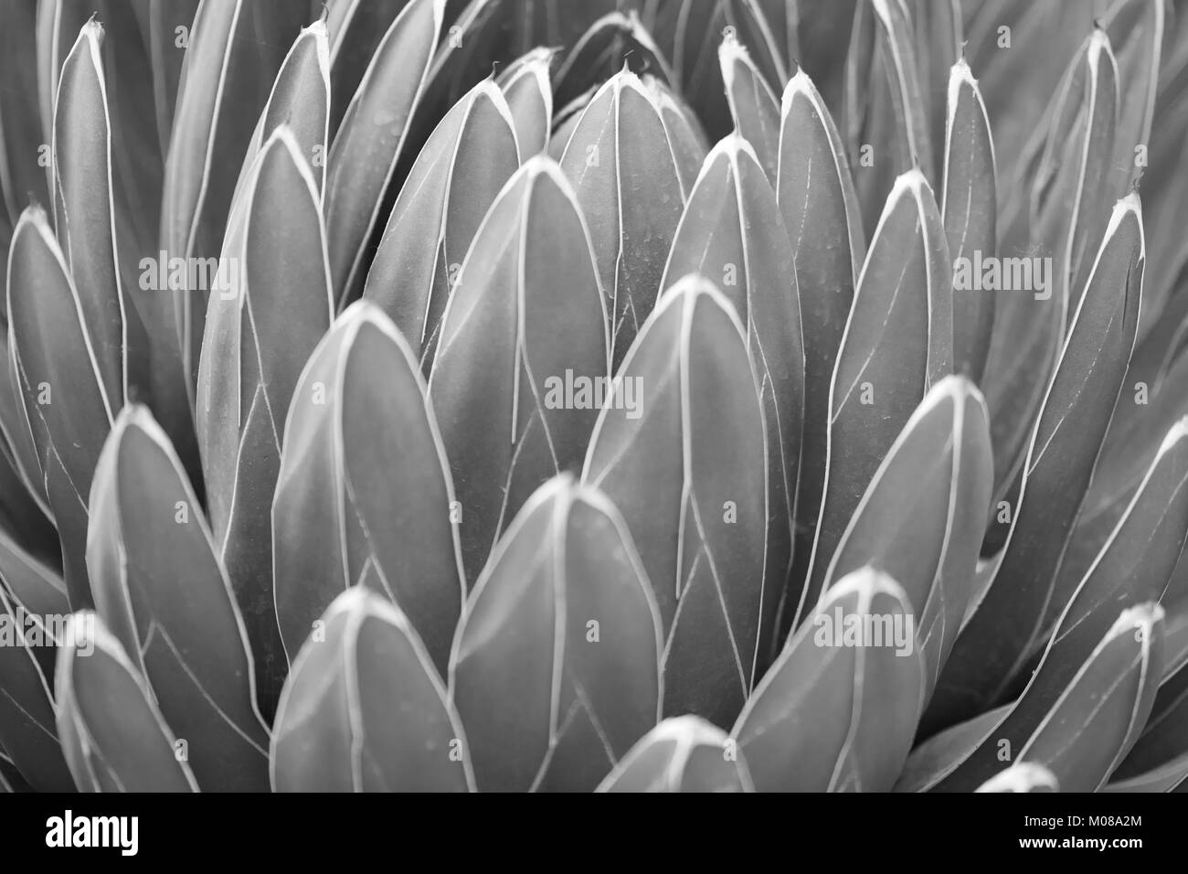 Agave victoriae reginae lascia lo sfondo di texture in bianco e nero Foto Stock