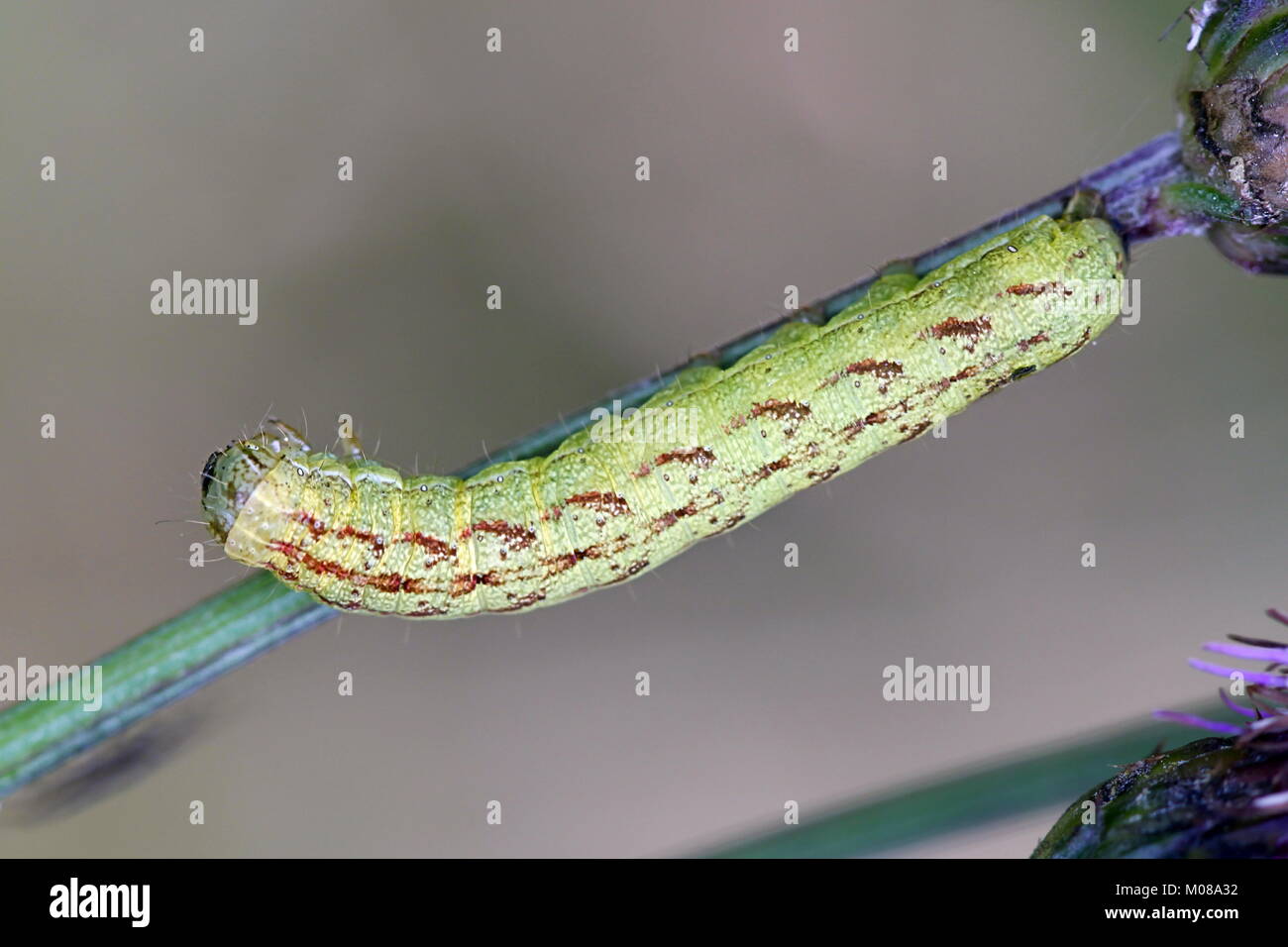 Bella brocade moth caterpillar, Lacanobia contigua Foto Stock