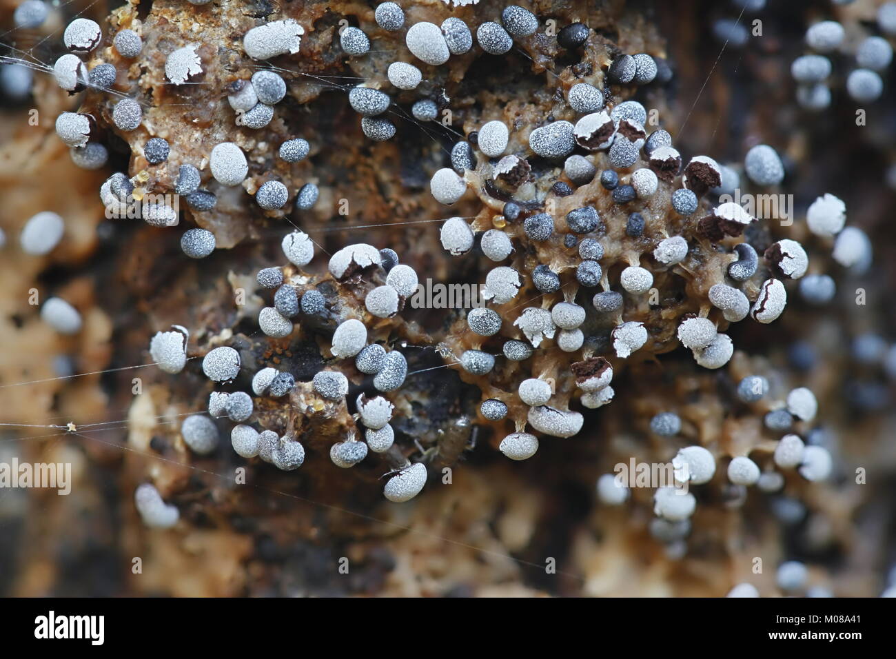 Melma bianca stampo, Physarum leucopus Foto Stock